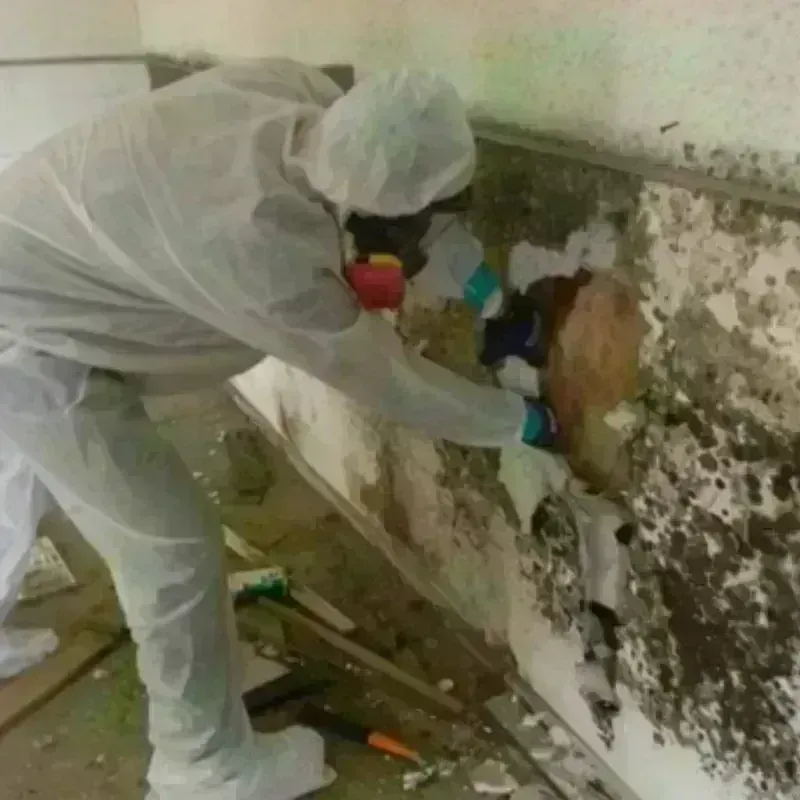 Mold Remediation and Removal in Chamberlayne, VA